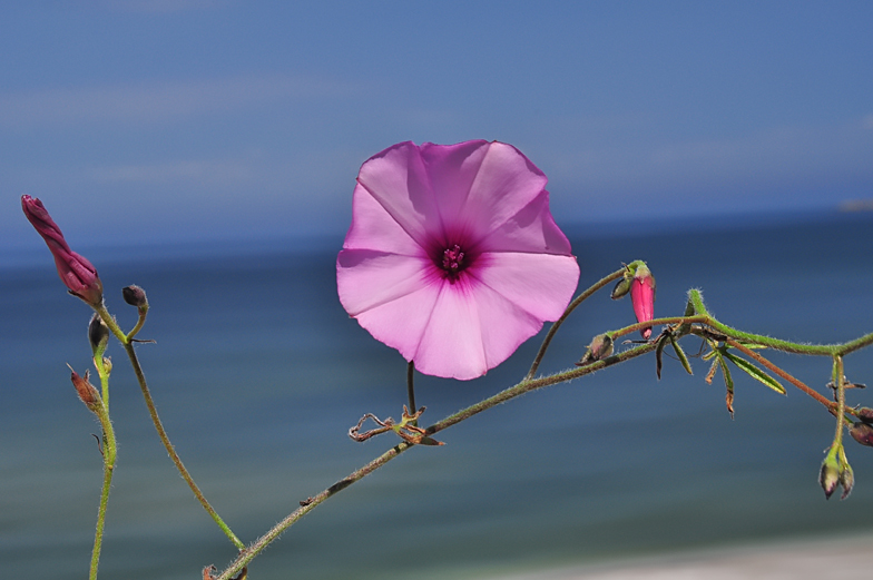 Convolvulus althaeoides