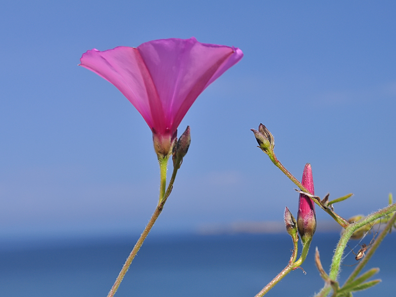 Convolvulus althaeoides
