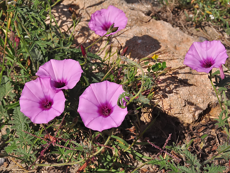 Convolvulus althaeoides