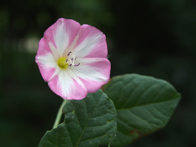 Convolvulus arvensis