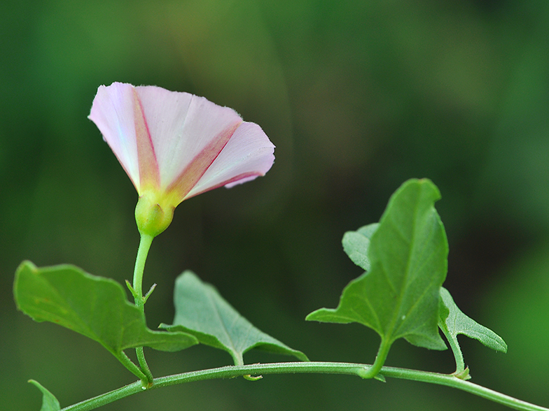 Convolvulus arvensis