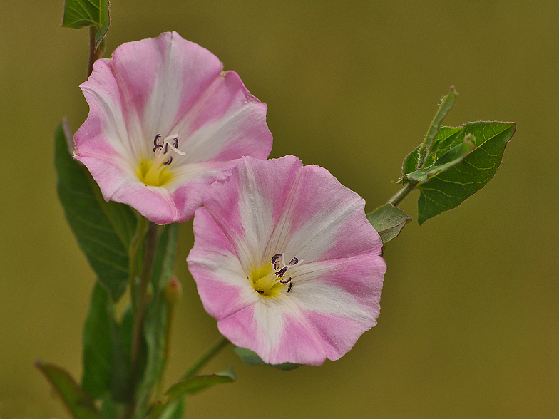 Convolvulus arvensis