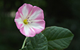 Convolvulus arvensis