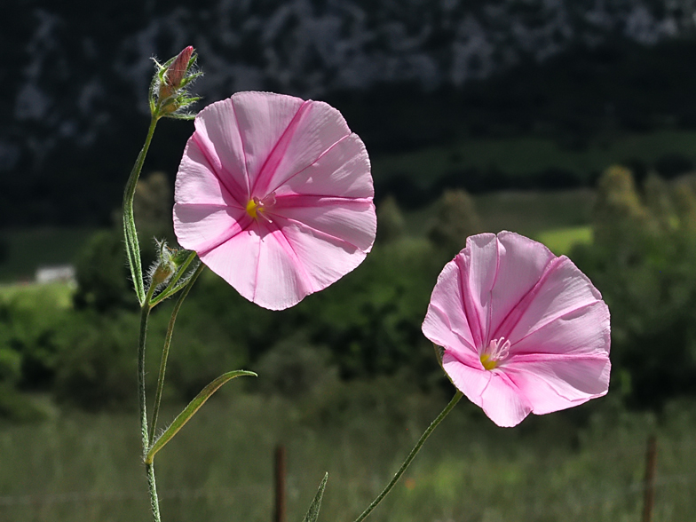 Convolvulus cantabrica