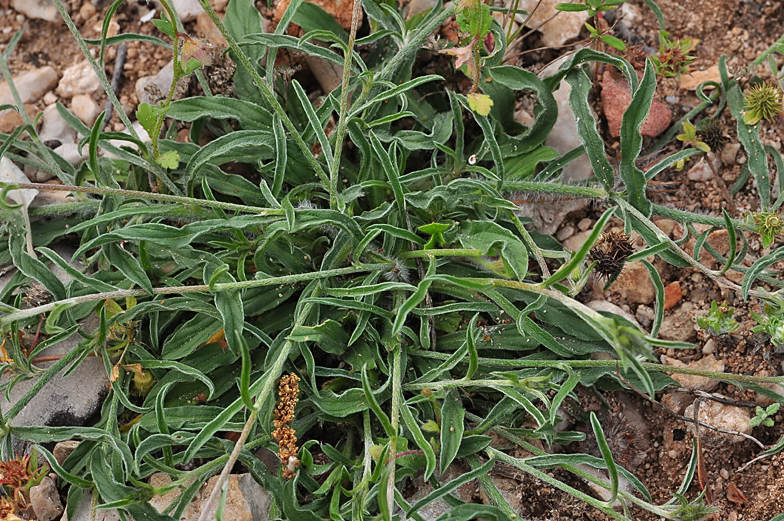 Convolvulus cantabrica