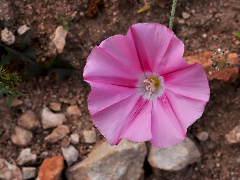 Convolvulus cantabrica