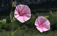 Convolvulus cantabrica