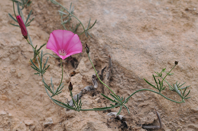 Convolvulus elegantissimus