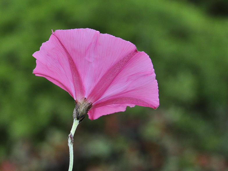 Convolvulus elegantissimus