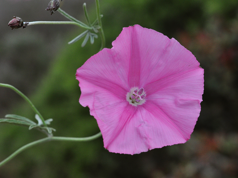 Convolvulus elegantissimus