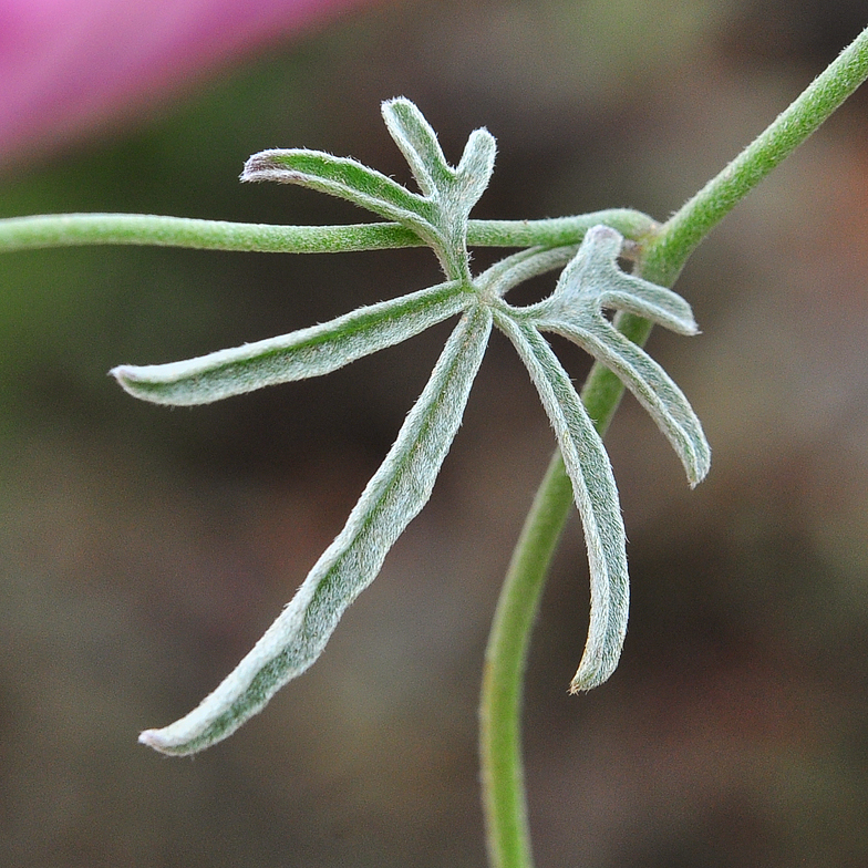 Convolvulus elegantissimus