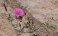 Convolvulus elegantissimus