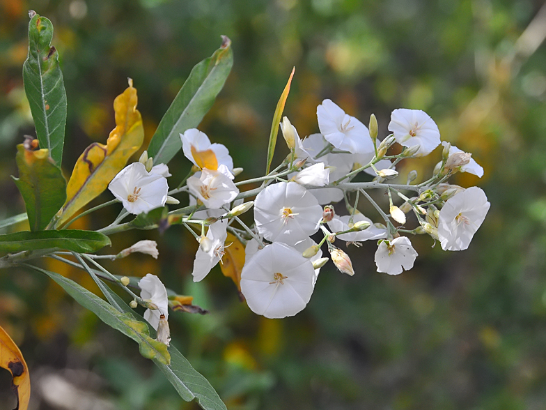 Convolvulus floridus