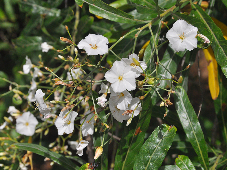 Convolvulus floridus