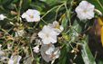 Convolvulus floridus