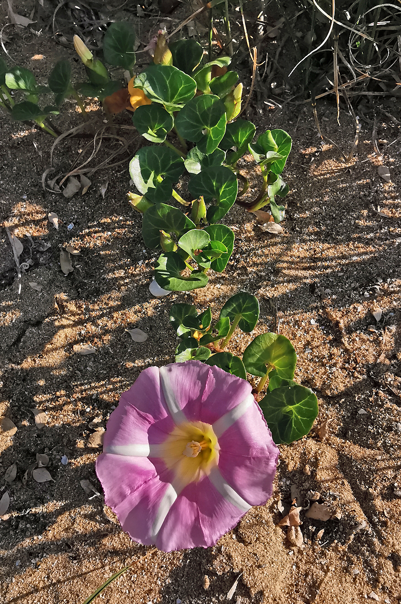 Convolvulus soldanella