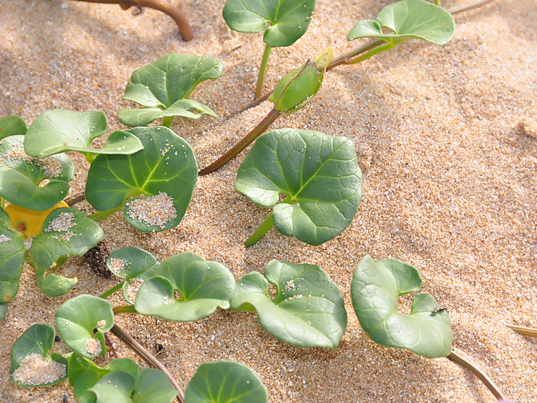 Convolvulus soldanella