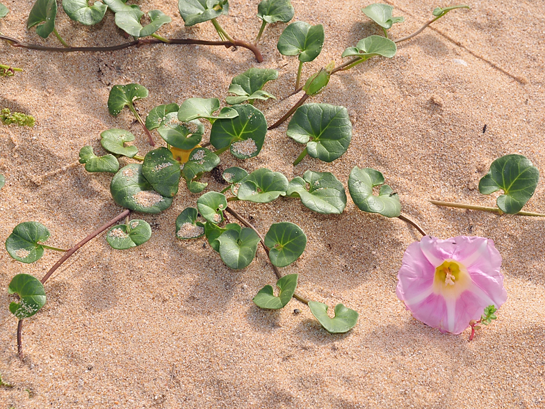 Convolvulus soldanella