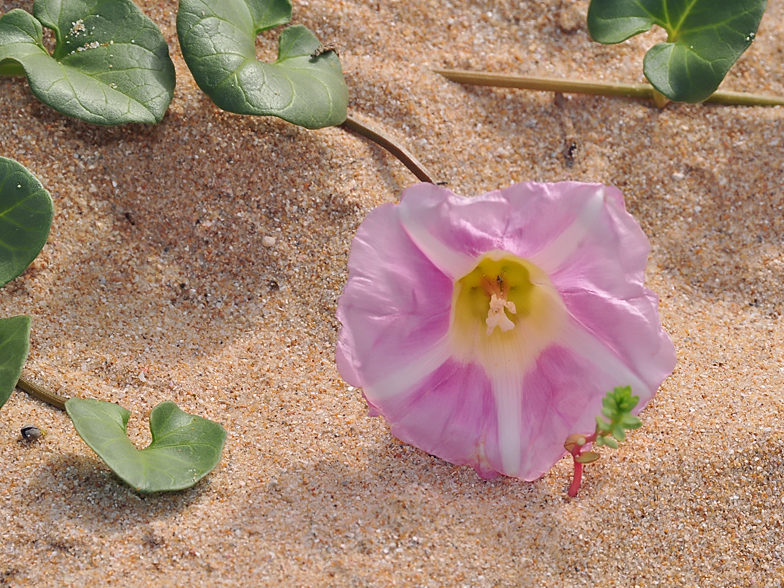 Convolvulus soldanella