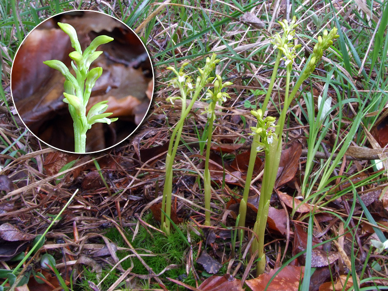 Corallorhiza trifida