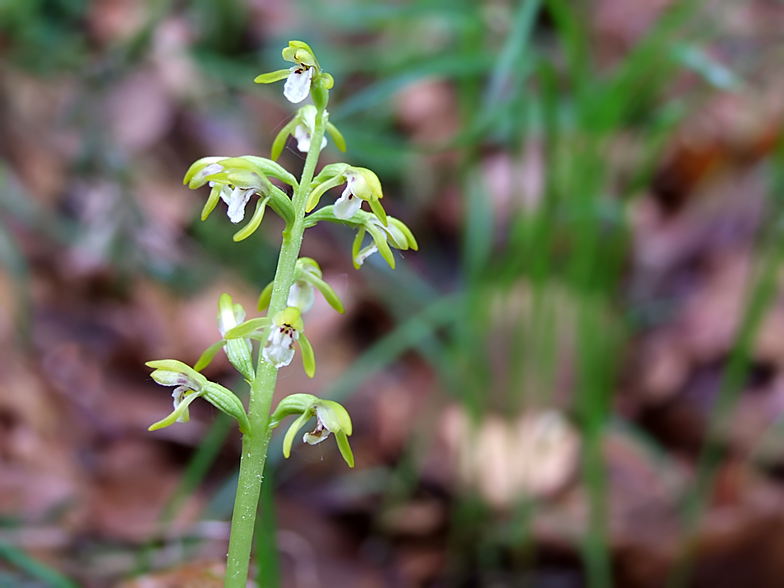 Corallorhiza trifida