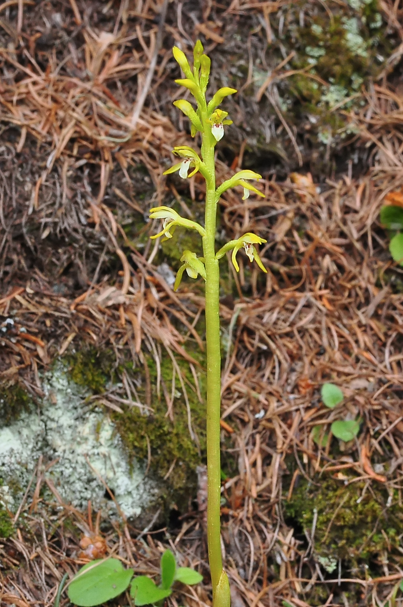 Corallorhiza trifida