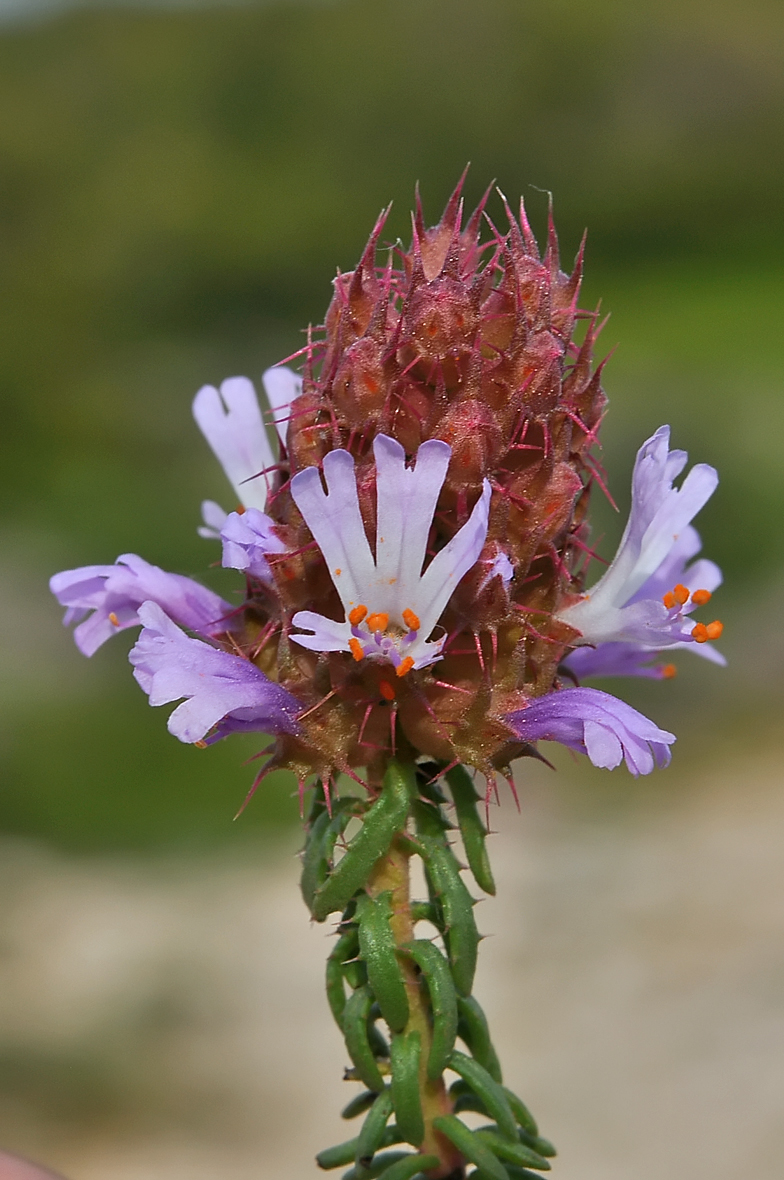 Coris monspeliensis