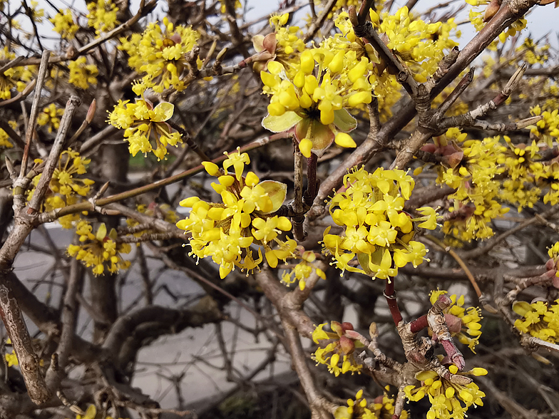 Cornus mas