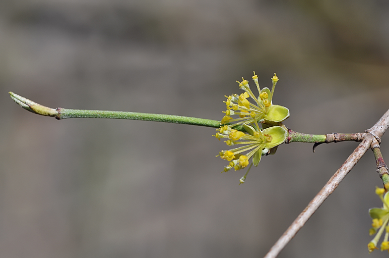 Cornus mas