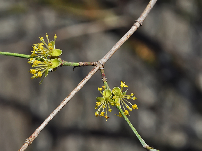 Cornus mas