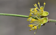 Cornus mas