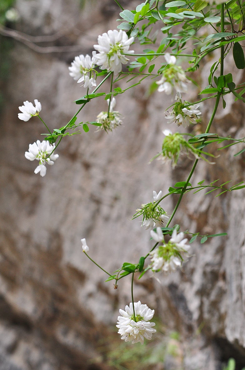 Coronilla globosa