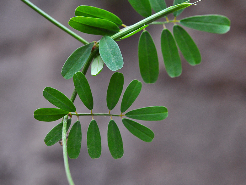 Coronilla globosa