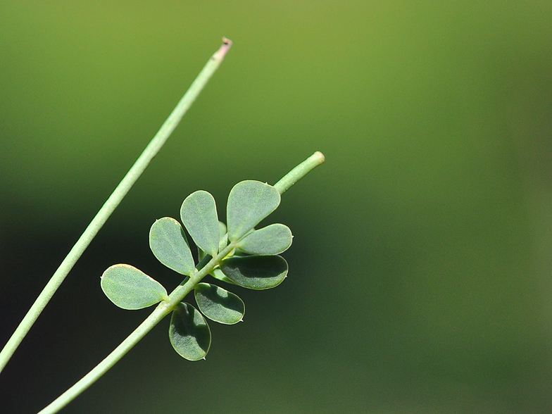 Coronilla minima feuilles