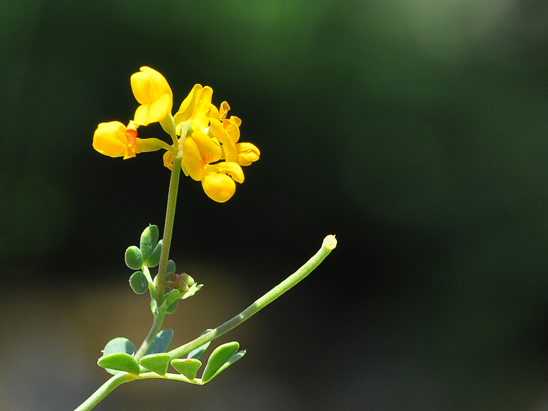  Cette petite espèce est commune dans les garrigues du Midi. Elle est très rare en Franche-Comté. Les feuilles glauques sont divisées en cinq à neuf folioles un peu charnues et munies d'un rebord cartilagineux. Les folioles inférieures sont ramenées contre la tige et imitent des stipules. Ces dernières existent, mais sont minuscules. Les fleurs sont groupées par deux à dix en une petite ombelle terminale à long pédoncule. En Franche-Comté, on rencontre plutôt Coronilla vaginalis Lamarck, qui lui ressemble, mais dont les feuilles ont de grandes stipules et des folioles inférieures non ramenées contre la tige.