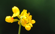 Coronilla minima