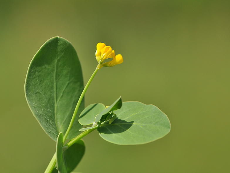 Coronilla scorpioides