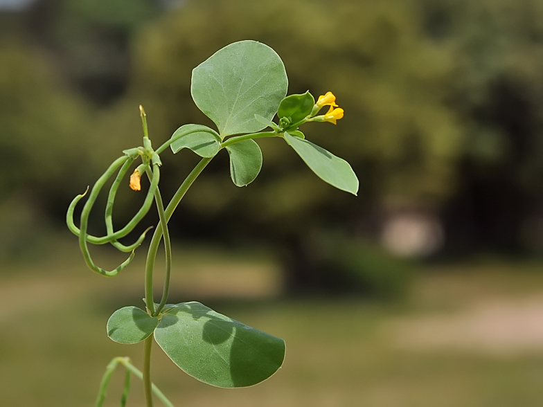 Coronilla scorpioides