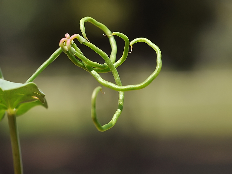 Coronilla scorpioides