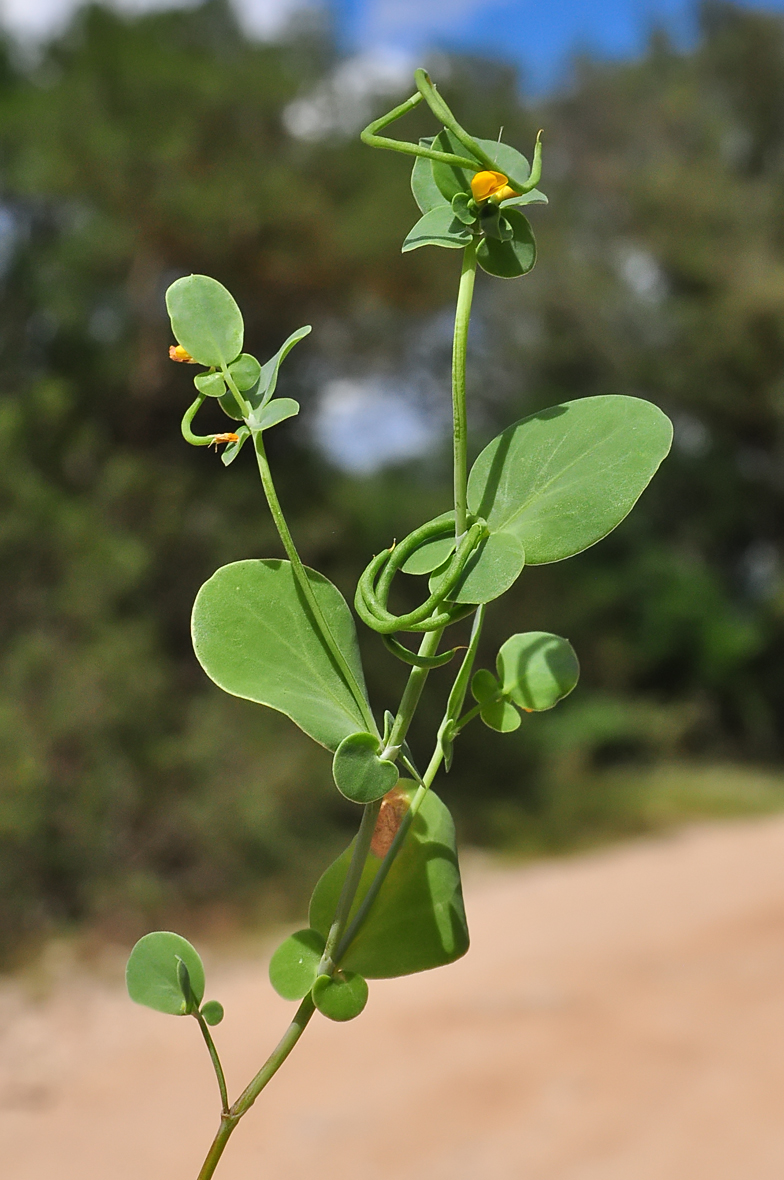 Coronilla scorpioides