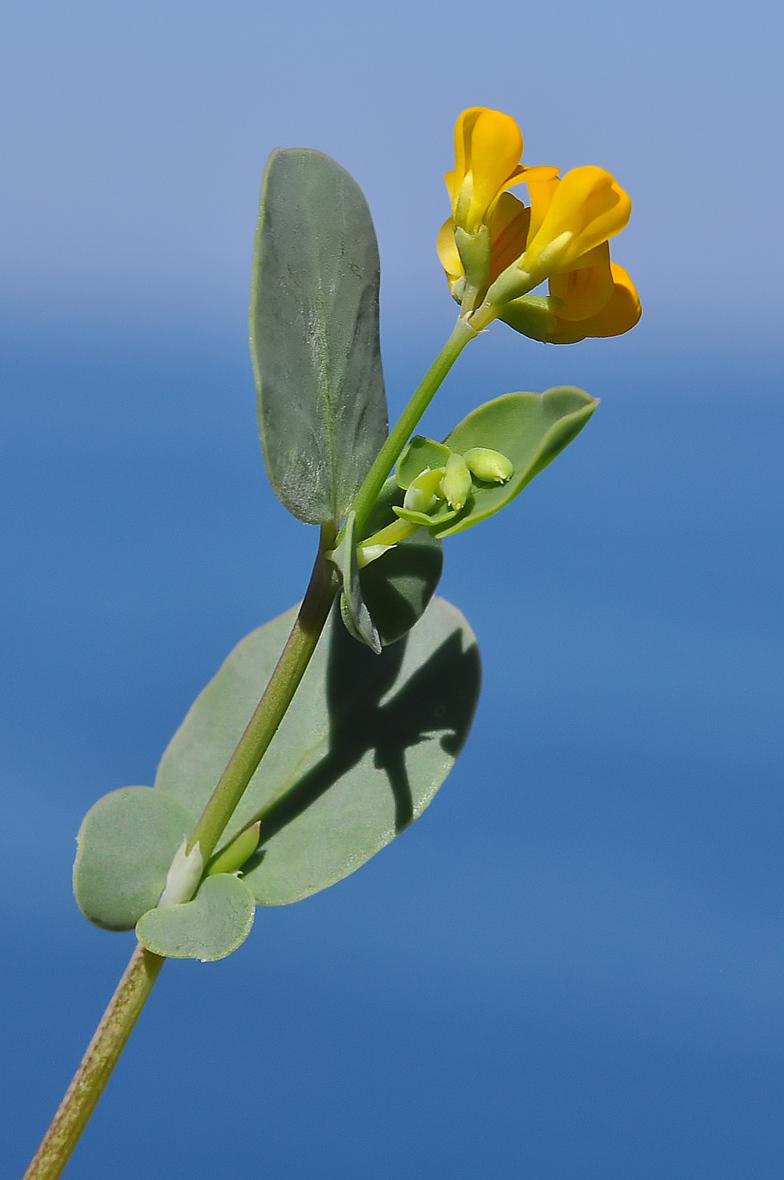 Coronilla scorpioides