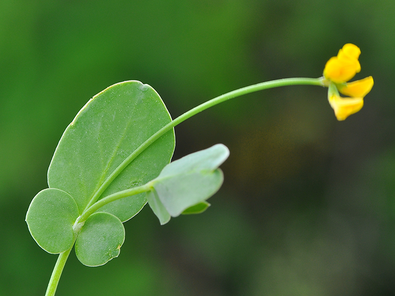 Coronilla scorpioides