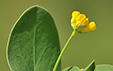 Coronilla scorpioides