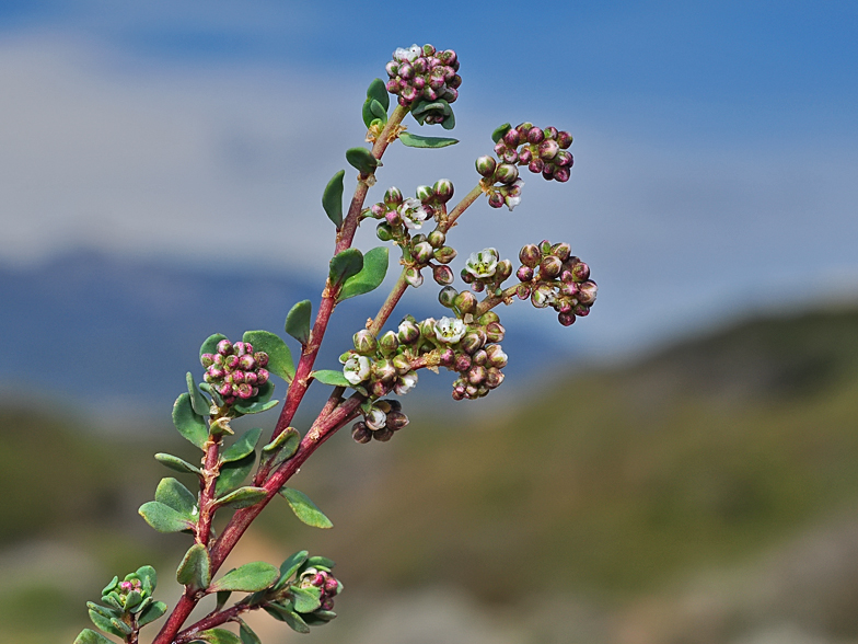 Corrigiola telephiifolia