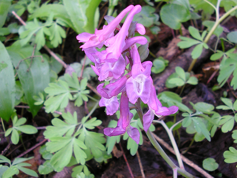 Corydalis cava