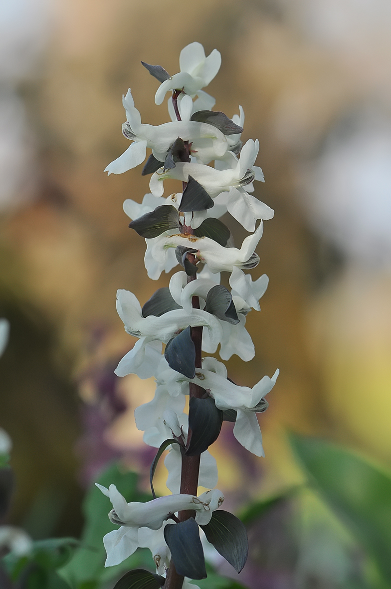 Corydalis cava Archamps