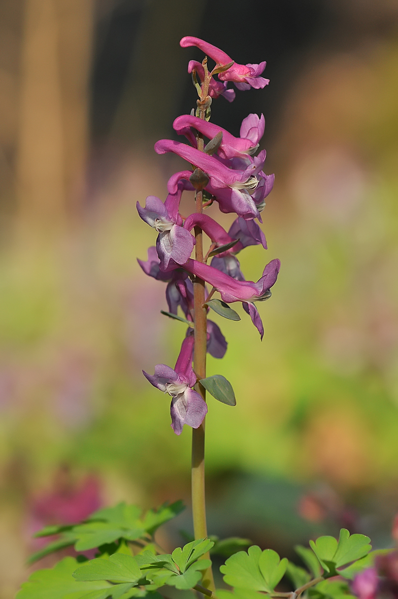 Corydalis cava