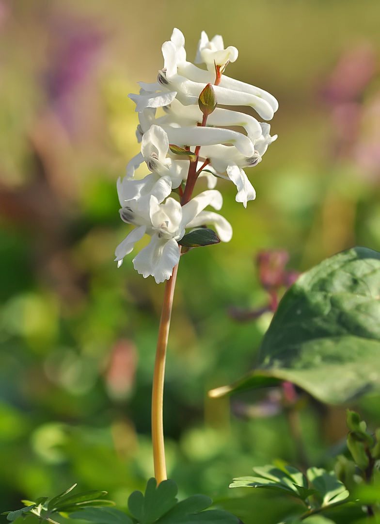 Corydalis cava