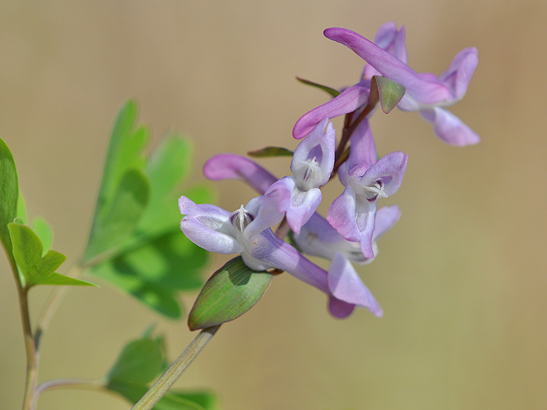 Corydalis cava