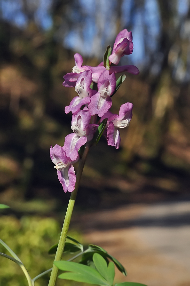 Corydalis cava